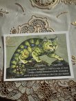 画像2: フランス製　キャットポストカード　Septembre Chameleon (2)