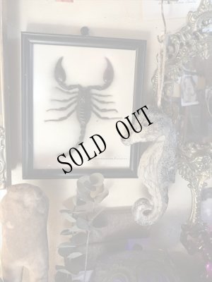 画像6: [SALE] OCEAN DECO　タツノオトシゴ (6)