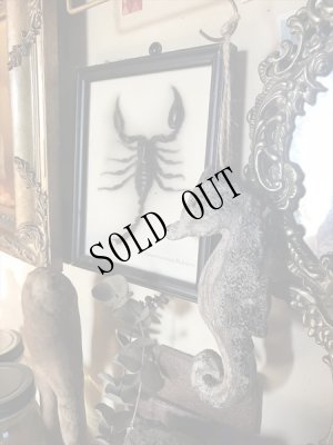 画像5: [SALE] OCEAN DECO　タツノオトシゴ (5)