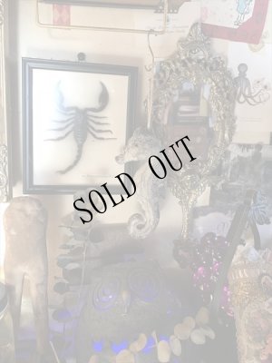 画像4: [SALE] OCEAN DECO　タツノオトシゴ (4)