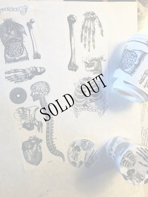 画像9: 再入荷  人体解剖図　太幅マスキングテープ (9)