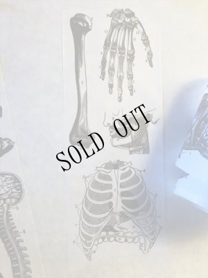 画像6: 再入荷  人体解剖図　太幅マスキングテープ (6)