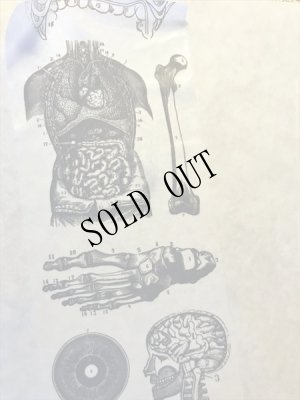 画像3: 再入荷  人体解剖図　太幅マスキングテープ (3)