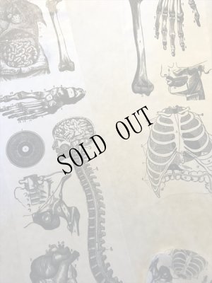 画像2: 再入荷  人体解剖図　太幅マスキングテープ (2)