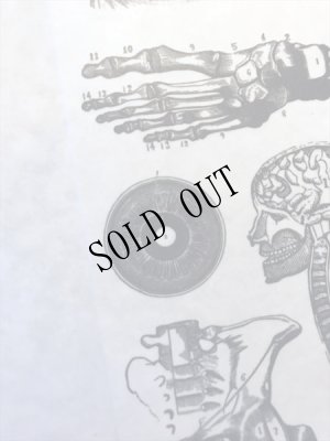 画像8: 再入荷  人体解剖図　太幅マスキングテープ (8)