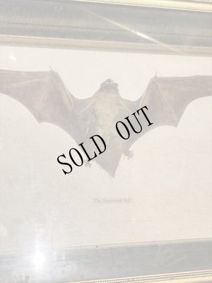 画像2: 蝙蝠　額装 (2)