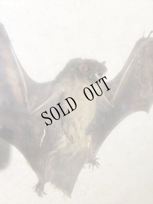 画像3: 蝙蝠　額装 (3)