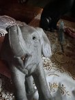 画像3: 小象のオブジェ (3)