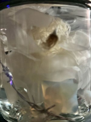 画像5: No.22：月下美人標本 (5)
