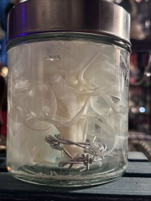 画像3: No.22：月下美人標本 (3)